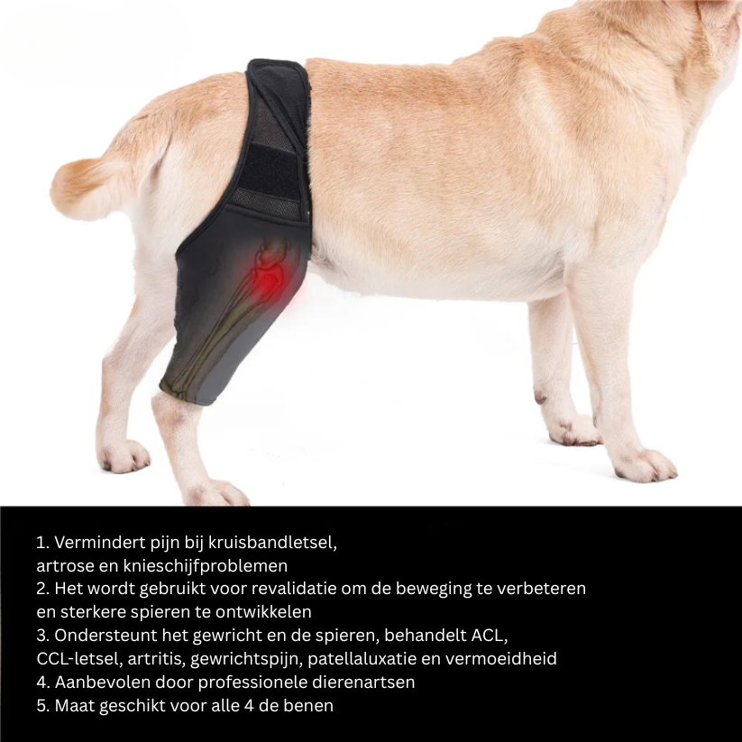 PootVitaal Genouillère pour Chiens – Soutien en cas de Douleurs Articulaires et Réhabilitation