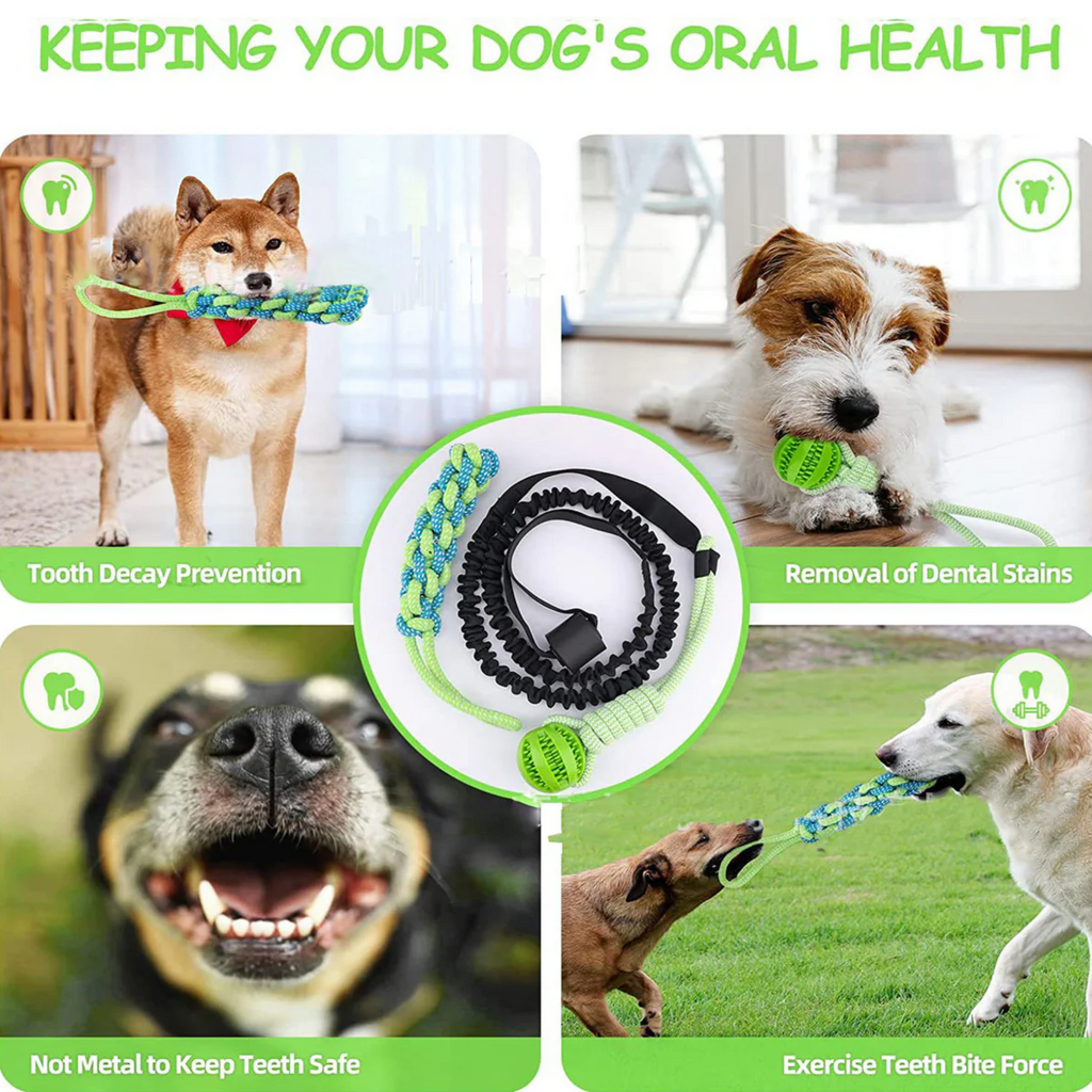 Springball Pro | plaisir printanier infini pour votre chien
