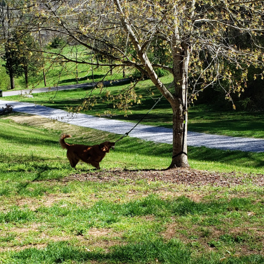 Springball Pro | plaisir printanier infini pour votre chien