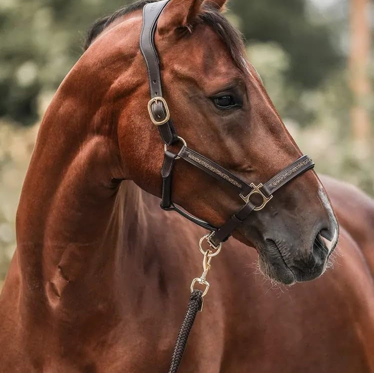 EquiTrend | Calendrier de l'Avent 2025 pour Amateurs de Chevaux