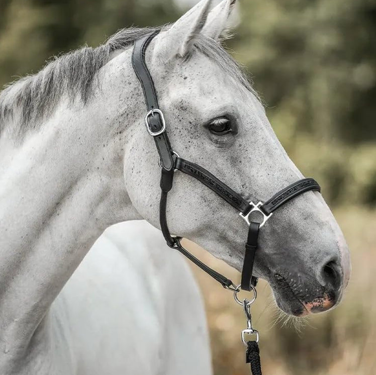 EquiTrend | Calendrier de l'Avent 2025 pour Amateurs de Chevaux