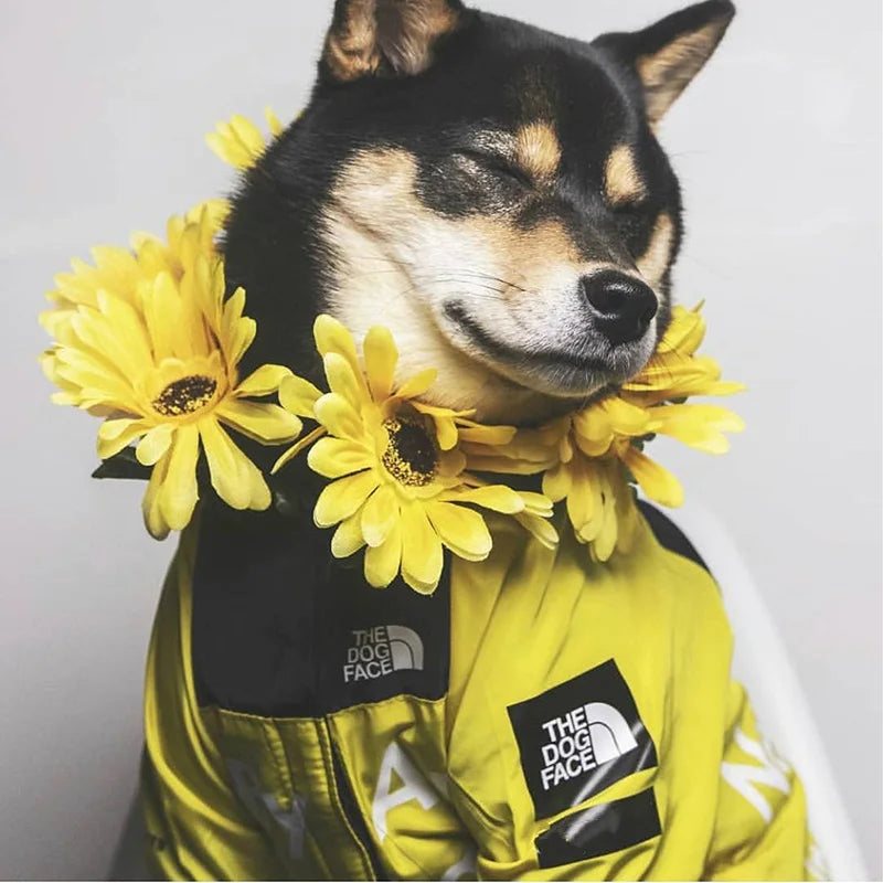 PawDry Veste Imperméable pour Chiens | Veste légère coupe-vent pour Bulldogs Français, Chihuahuas et autres